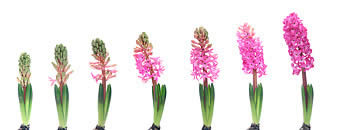 flower stage