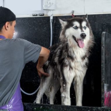 pet groomer washing a husky dog