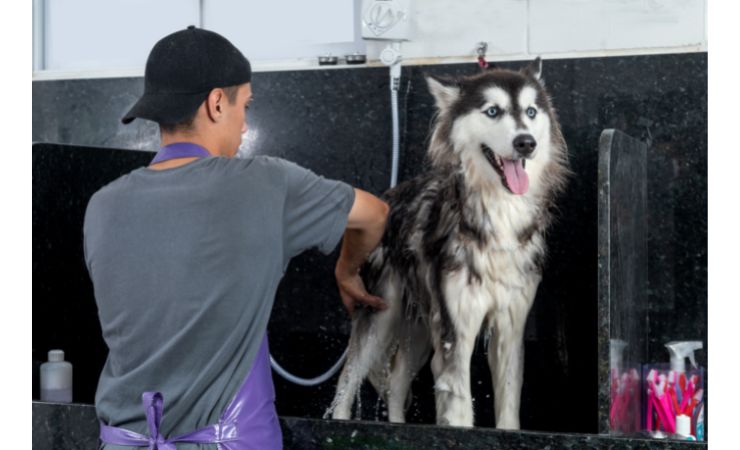 pet groomer washing a husky dog